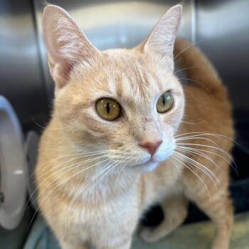 Midnight Toffee Delight -  Domestic Short Hair Cat for Adoption in Sarasota, Florida - Midnight Toffee Delight | PetCurious