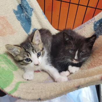 Purrginia -  Domestic Short Hair Cat for Adoption in Westminster, California - Purrginia | PetCurious
