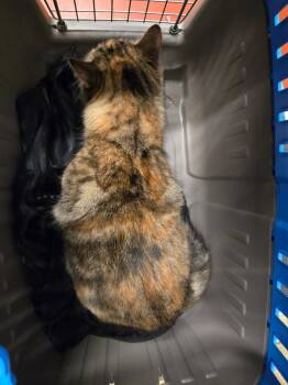 Peace -  Domestic Short Hair Cat for Adoption in Douglasville, Georgia - Peace | PetCurious