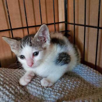 Milky Way -  Domestic Short Hair Cat for Adoption in North Brunswick Township, New Jersey - Milky Way | PetCurious