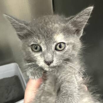 Gretta -  Domestic Short Hair Cat for Adoption in Corbin, Kentucky - Gretta | PetCurious