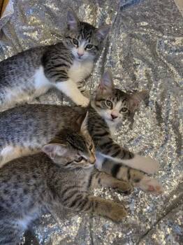 Rohan -  Domestic Short Hair Cat for Adoption in Chicago, Illinois - Rohan | PetCurious