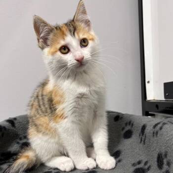 Birdie -  Domestic Short Hair Cat for Adoption in Puslinch, Ontario - Birdie | PetCurious