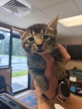 Domestic Short Hair Cats Available for Adoption in Maumelle, Arkansas - Coach | PetCurious