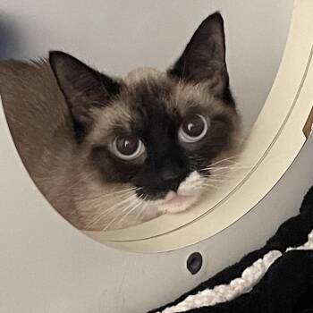Cocoa -  Siamese Cat for Adoption in New York, New York - Cocoa | PetCurious