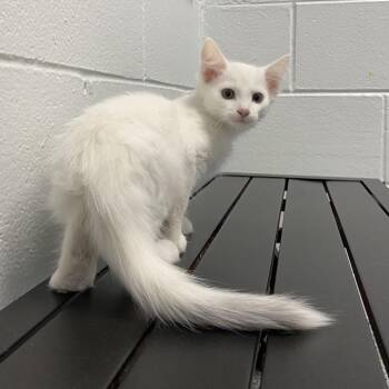Dove -  Domestic Short Hair Cat for Adoption in Dayton, Ohio - Dove | PetCurious