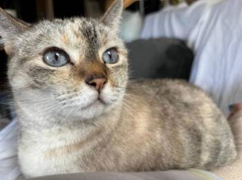 Pixel -  Domestic Short Hair Cat for Adoption in Chandler, Arizona - Pixel | PetCurious