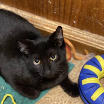 Domestic Short Hair Cats Available for Adoption - Mira | PetCurious