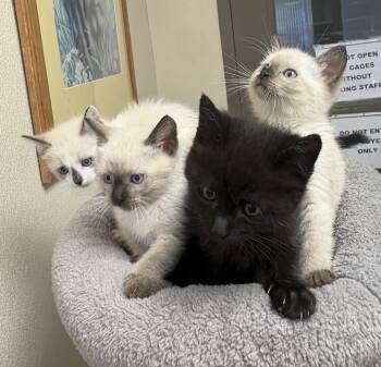 Sword of Truth Kitties -  Siamese and Domestic Short Hair Cat for Adoption in Hays, Kansas - Sword Of Truth Kitties | PetCurious