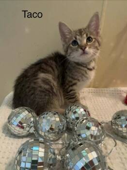 Domestic Short Hair Cats Available for Adoption in Groveland, Massachusetts - Taco | PetCurious