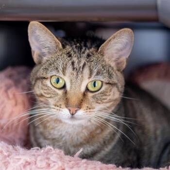 Luna -  Domestic Short Hair Cat for Adoption - Luna | PetCurious