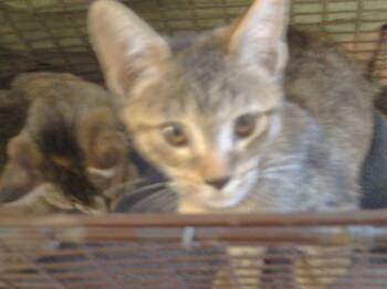 Rescue Domestic Short Hair Cats for Adoption in Sacramento, California - A904141 | PetCurious