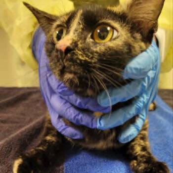 Kaia -  Domestic Short Hair Cat for Adoption in Concord, North Carolina - Kaia | PetCurious