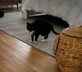 Rescue Domestic Short Hair Cats for Adoption in Ferndale, Michigan - Dot | PetCurious