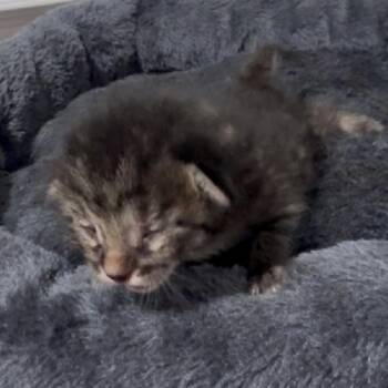 Theodore -  Domestic Short Hair Cat for Adoption in League City, Texas - Theodore | PetCurious