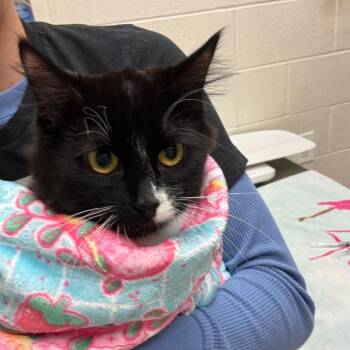 Domestic Medium Hair Cats Available for Adoption - Wyvern | PetCurious