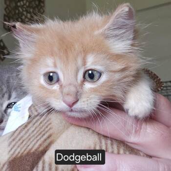 Domestic Medium Hair Cats Available for Adoption in Eagle Mountain, Utah - Dodgeball Orr | PetCurious