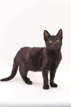 Rescue Domestic Short Hair Cats for Adoption in Morton Grove, Illinois - Onyx | PetCurious