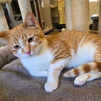 Domestic Short Hair Cats Available for Adoption in Park Falls, Wisconsin - Ethan | PetCurious