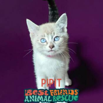 Pipit -  Domestic Short Hair Cat for Adoption in Wasilla, Alaska - Pipit | PetCurious