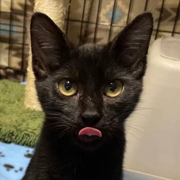 Boo -  Domestic Short Hair Cat for Adoption in NEW PT RICHEY, Florida - Boo | PetCurious