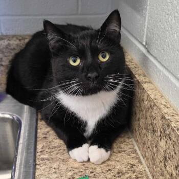 Jack -  Domestic Short Hair Cat Available for Adoption in Marshall, Virginia - Jack | PetCurious