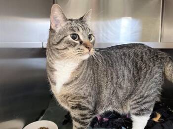 Domestic Short Hair Cats Available for Adoption in Ames, Iowa - HOBBES | PetCurious