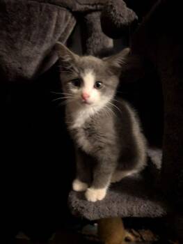 Domestic Short Hair Cats Available for Adoption in Blanchard, Oklahoma - Rayden ( Chico And Rayden) ACCEPTING APPLICATIONS FOR PRE=ADOPTI | PetCurious