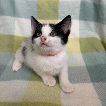 Kimchi -  Domestic Medium Hair Cat for Adoption in Starkville, Mississippi - Kimchi | PetCurious