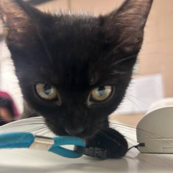 Branch -  Domestic Short Hair Cat for Adoption in Newport, North Carolina - Branch | PetCurious