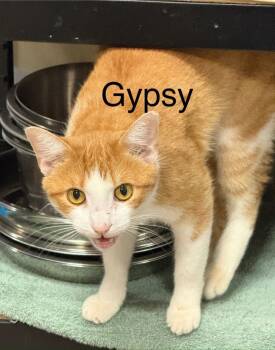 Rescue Domestic Short Hair Cats for Adoption in Saint Francisville, Louisiana - Gypsy | PetCurious