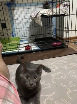 Spool -  Domestic Short Hair Cat for Adoption in Milltown, New Jersey - Spool | PetCurious