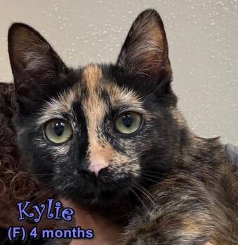 Kylie -  Domestic Short Hair Cat for Adoption in Southbury, Connecticut - Kylie | PetCurious