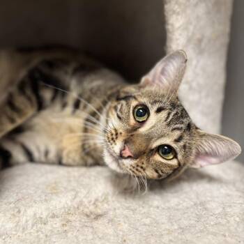 Domestic Short Hair Cats Available for Adoption in Fargo, North Dakota - Dazzle | PetCurious