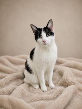 Patchy -  Domestic Short Hair Cat for Adoption in Copley, Ohio - Patchy | PetCurious