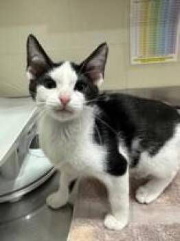 Tempo -  Domestic Short Hair Cat for Adoption in Manitowoc, Wisconsin - Tempo | PetCurious