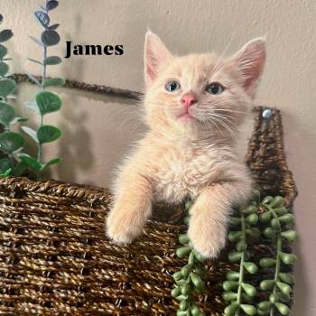 James -  Domestic Short Hair Cat for Adoption in Rochester, Minnesota - James | PetCurious