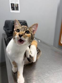 Marshmellow -  Domestic Short Hair Cat for Adoption in Bloomington, Indiana - Marshmellow | PetCurious