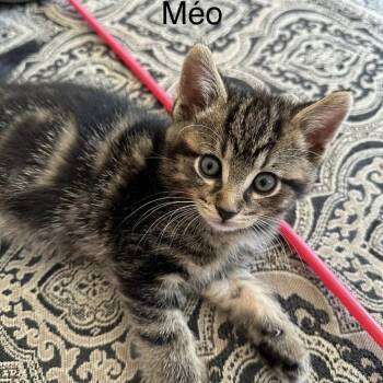 Rescue Domestic Medium Hair Cats for Adoption in Saint-jacques, Quebec - Méo | PetCurious