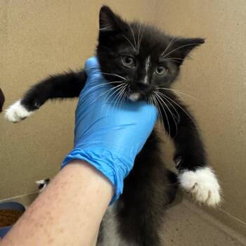 Primo -  Domestic Short Hair Cat for Adoption in Pekin, Illinois - Primo | PetCurious