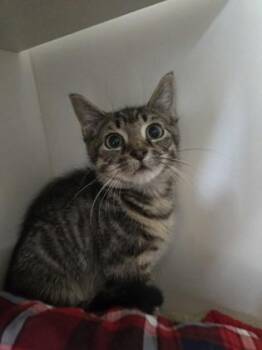 Fudge -  Domestic Short Hair Cat for Adoption in Savannah, Georgia - Fudge | PetCurious