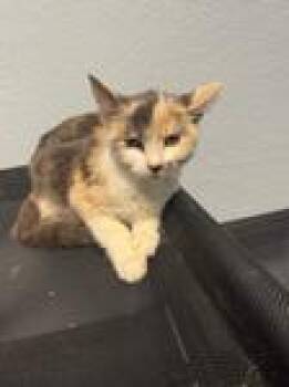 Stella -  Domestic Short Hair Cat for Adoption in Chico, California - Stella | PetCurious