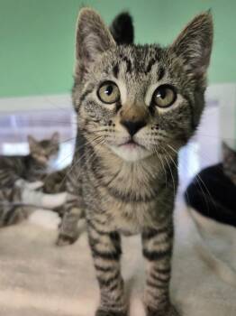 Domestic Short Hair Cats Available for Adoption in Shelton, Washington - Sadie | PetCurious