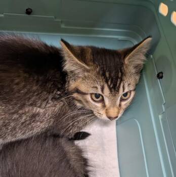 Pika -  Domestic Short Hair Cat for Adoption in Sechelt, British Columbia - Pika | PetCurious