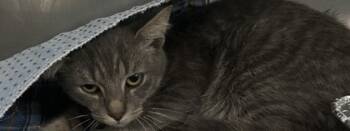 Rescue Domestic Short Hair Cats for Adoption in Spartanburg, South Carolina - Alspice | PetCurious