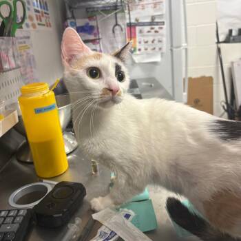 Bonnie -  Domestic Short Hair Cat for Adoption in League City, Texas - Bonnie | PetCurious