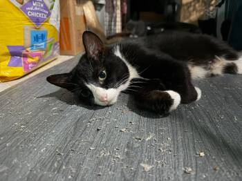 Amber -  Domestic Short Hair Cat for Adoption in Cleveland, Ohio - Amber | PetCurious