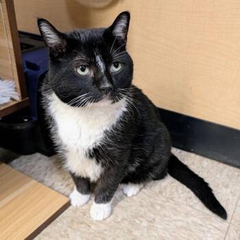 Hal -  Domestic Short Hair Cat for Adoption in Toms Brook, Virginia - Hal | PetCurious