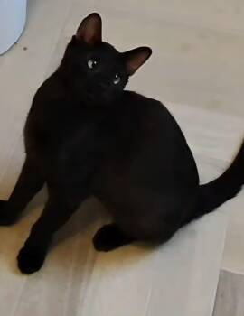 Domestic Short Hair Cats Available for Adoption in Chandler, Arizona - Onyx Nightshade | PetCurious