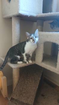 Rescue Domestic Short Hair Cats for Adoption in Elkton, Maryland - Mercedes | PetCurious